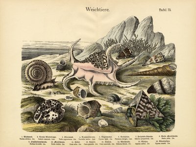 Molluscs by German School